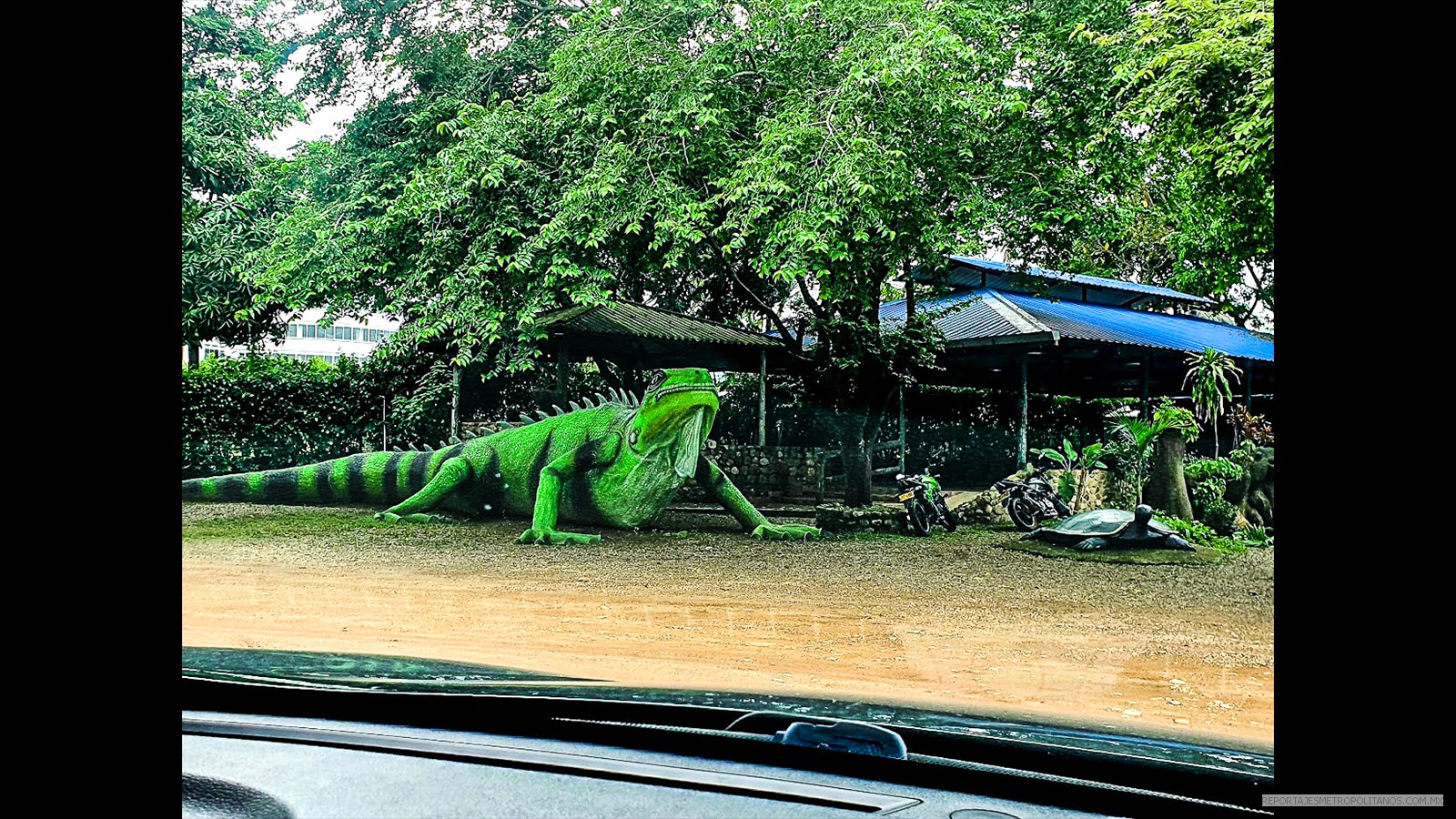  IGUANAS GIGANTES EN YOPAL