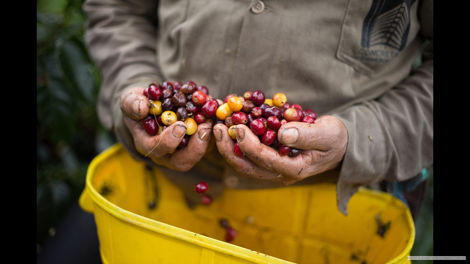  CAFE DE COLOMBIA