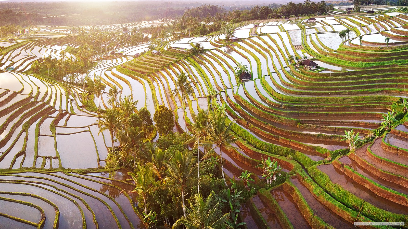 CAMPOS DE ARROZ EN BALI, INDONESIA, patrimonio mundial de la UNESCO.