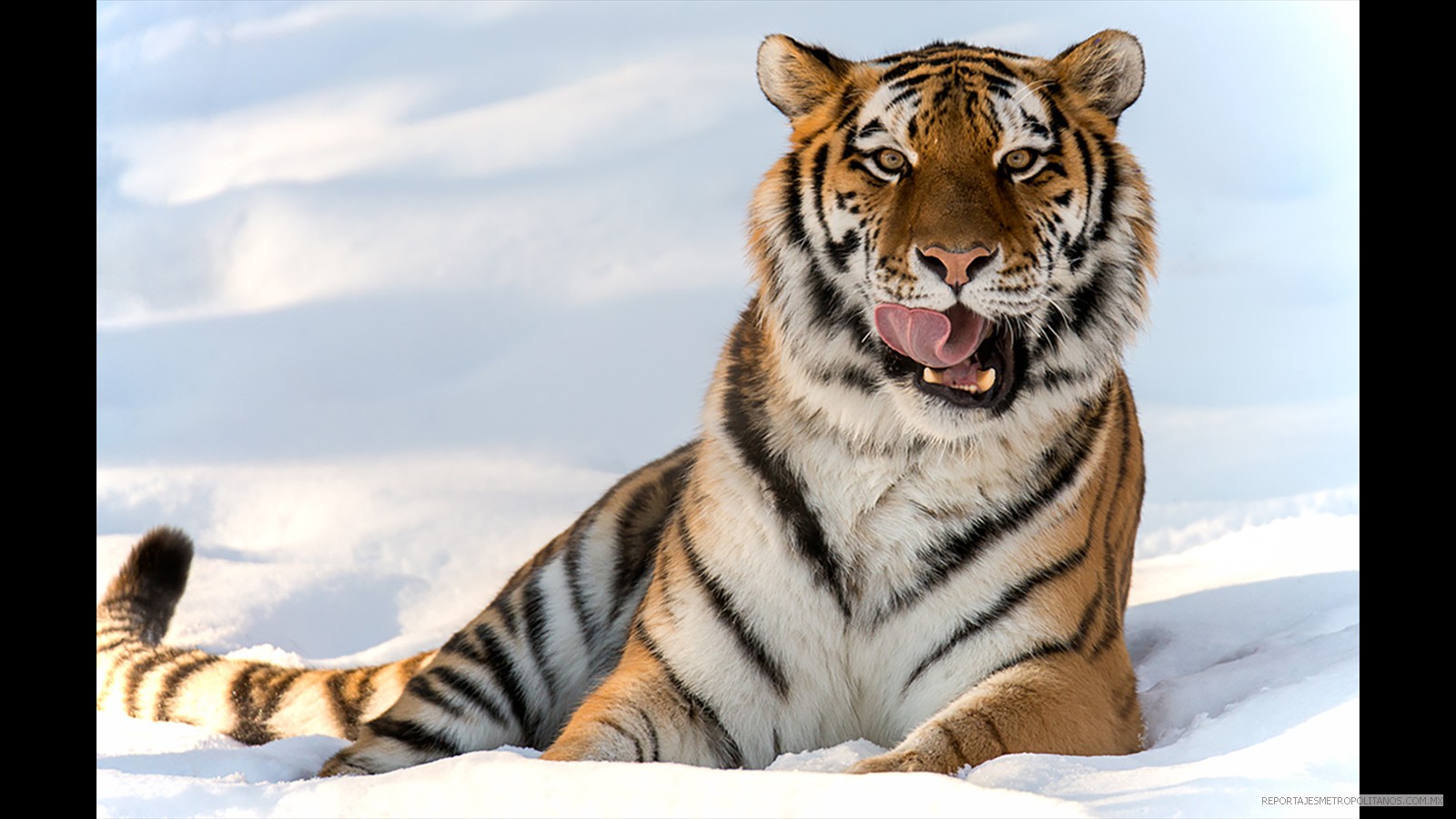 AÑO DEL TIGRE TRAERA FUERZA Y VIGOR. CHINA