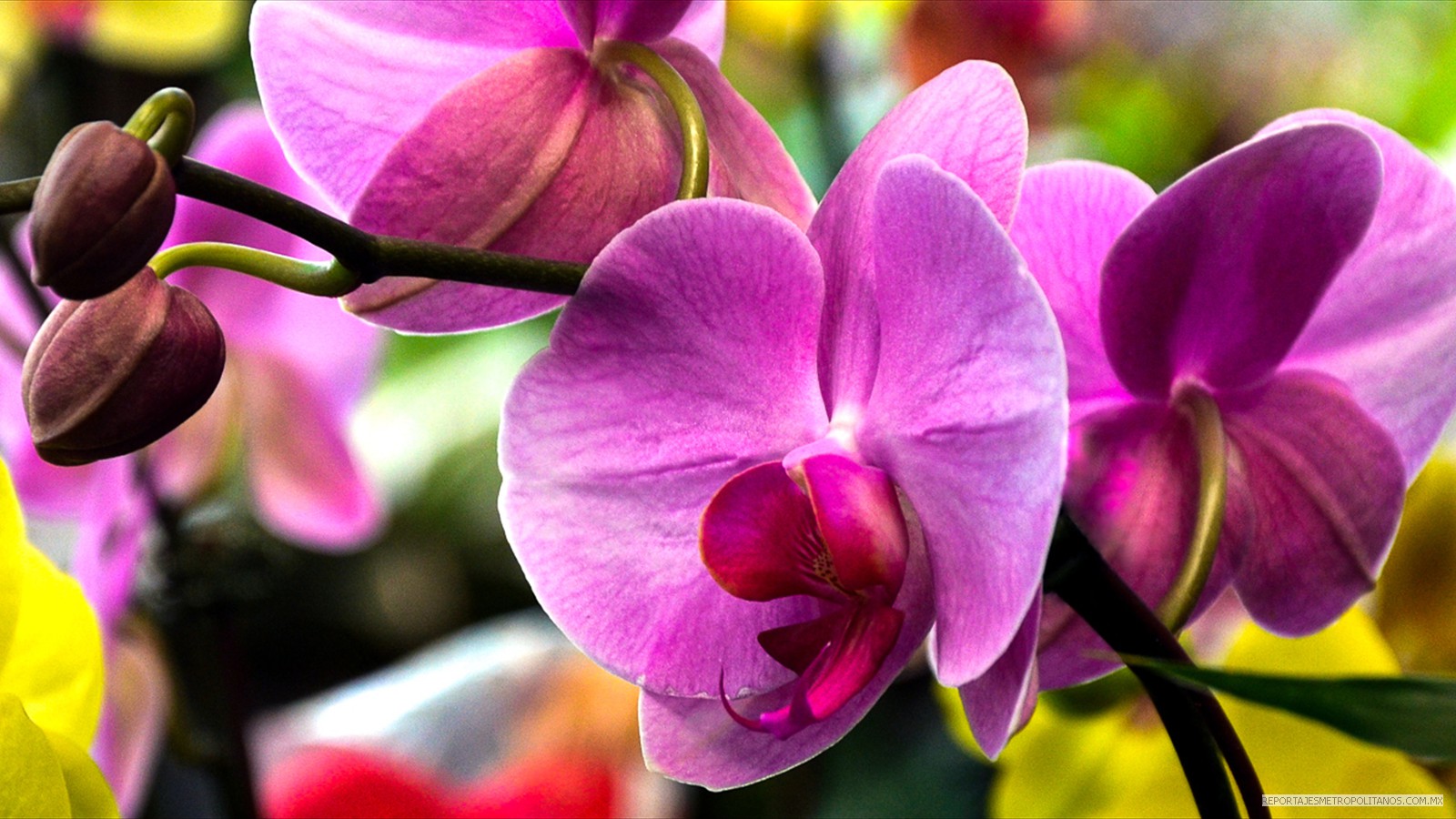 LA FLORA Y LA FAUNA EN RIESGO. ORQUIDEAS VENEZOLANAS