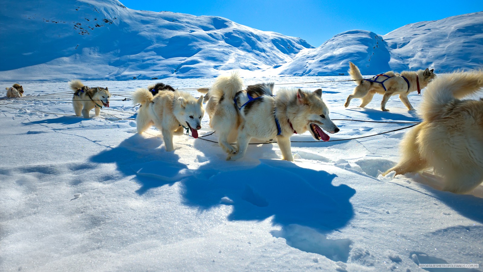 PERROS ALASKA EN GROENLANDIA, CANADA