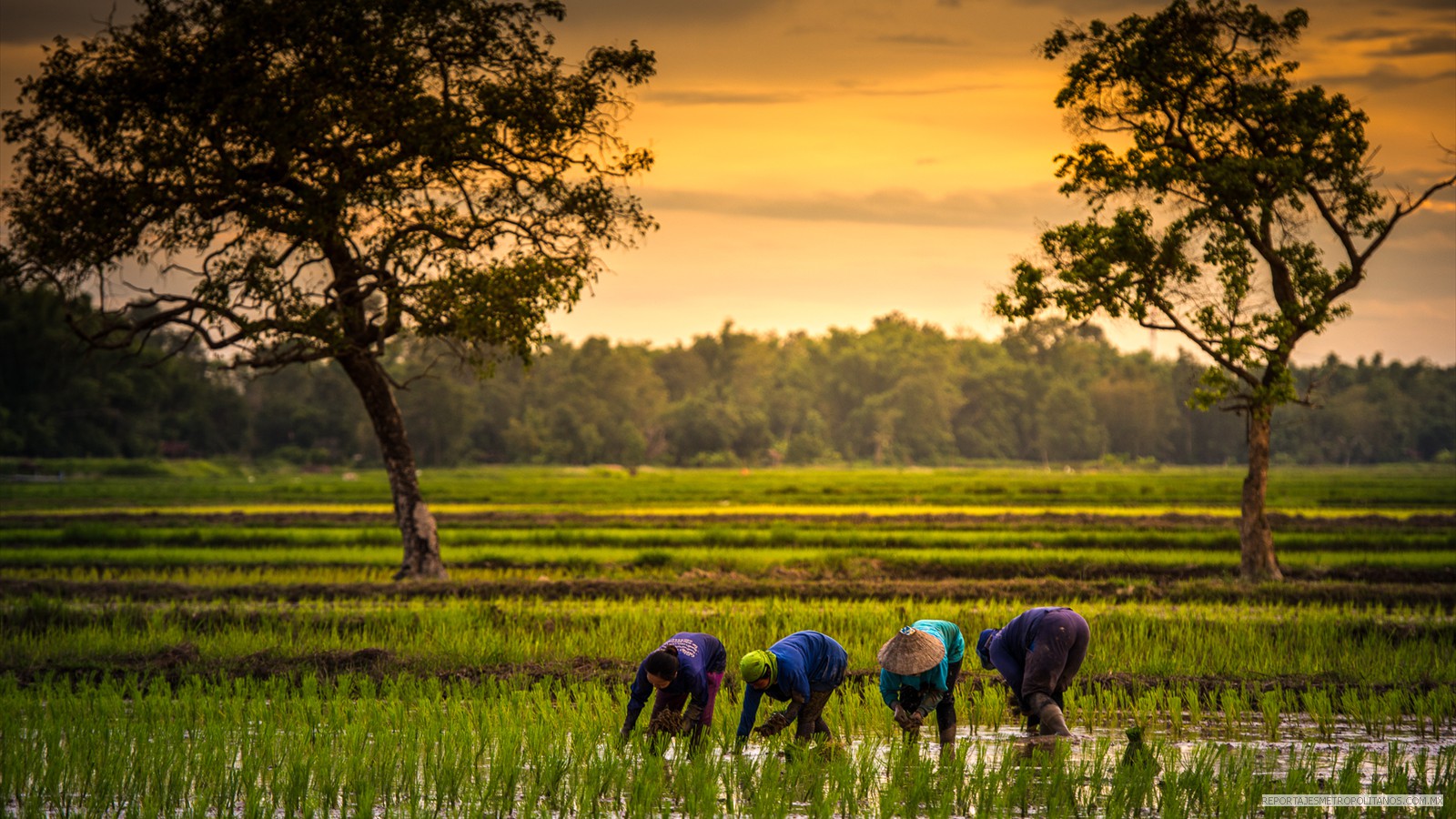 SIEMBRA DE ARROZ EN INDONESIA