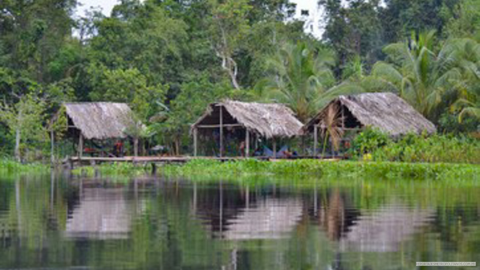 TRIBU VENEZOLANA