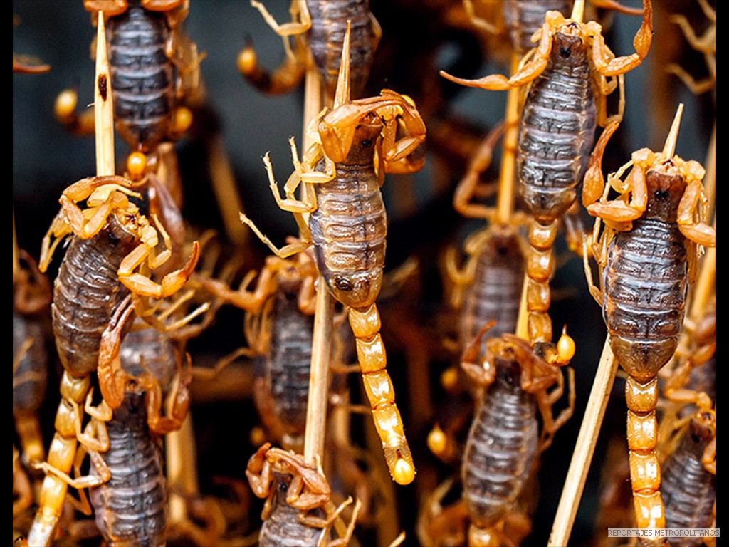 BROCHETAS DE ESCORPIONES 