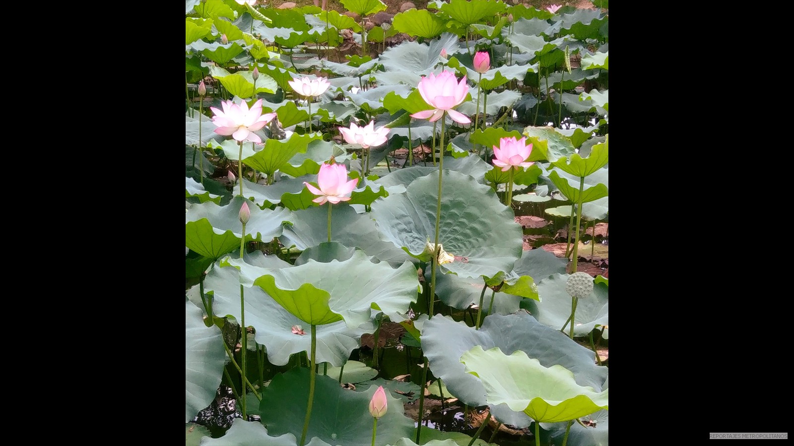 SANTUARIO DE FLOR DE LOTO