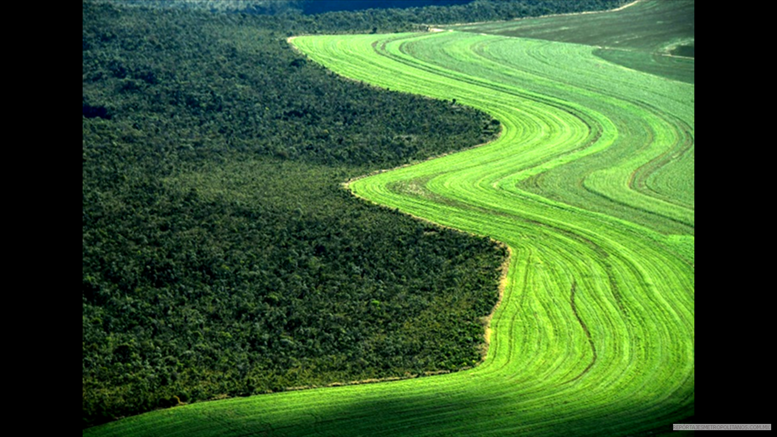 COMO ALIMENTAR AL MUNDO SIN DESTRUIRLO