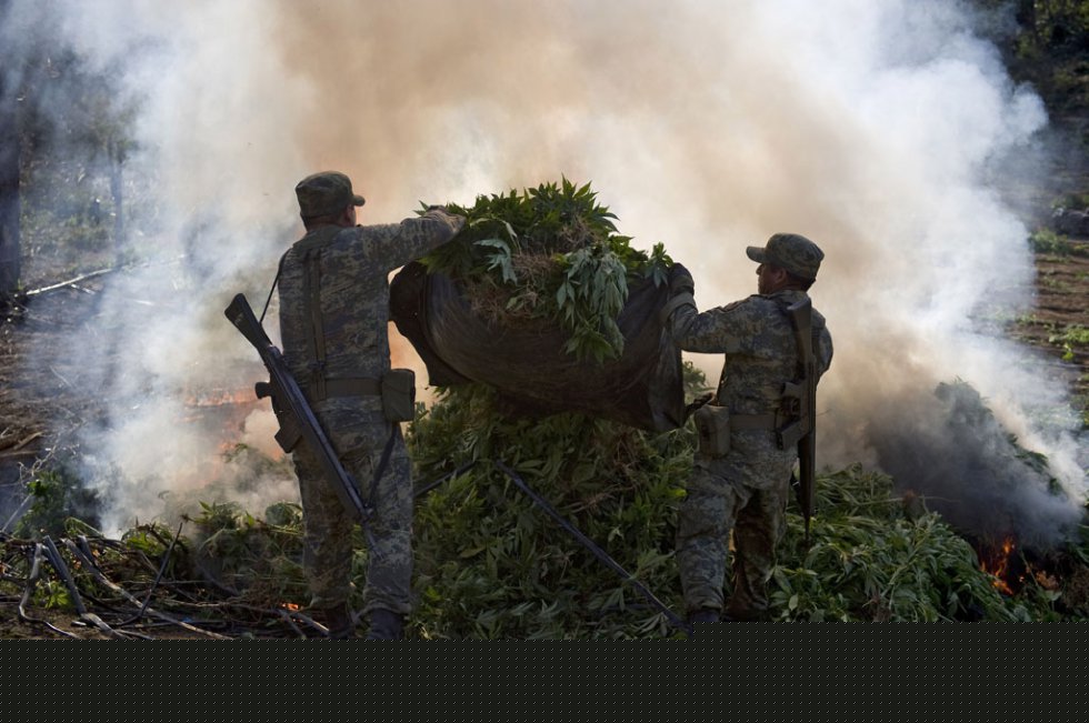 Soldados queman plantas de marihuana en Los Algodones, en el estado Sinaloa, en enero de 2012  (AFP / Alfredo Estrella)
